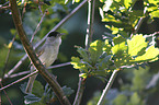 blackcap