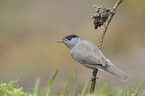 blackcap