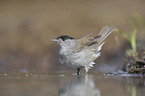 blackcap