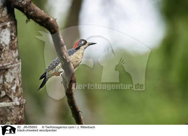Schlfenfleckspecht / black-cheeked woodpecker / JR-05660