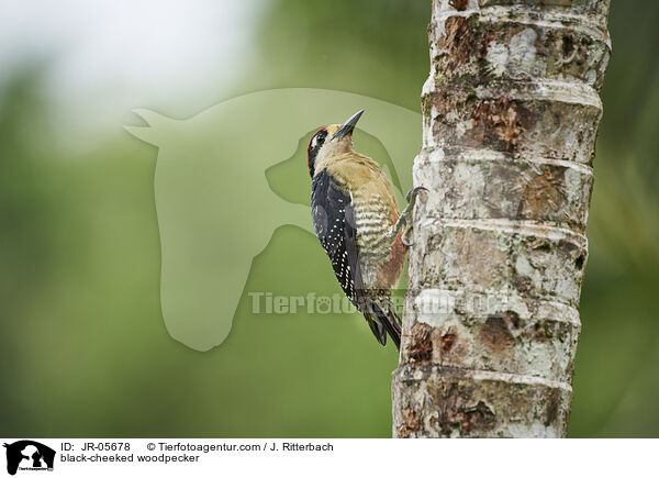 black-cheeked woodpecker / JR-05678