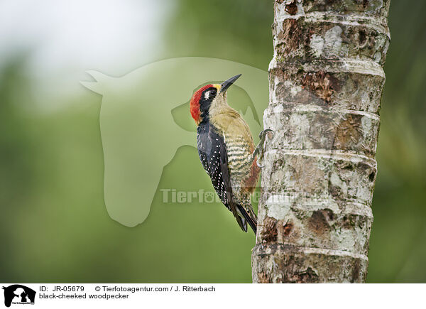 black-cheeked woodpecker / JR-05679