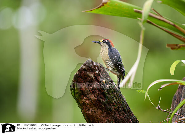 Schlfenfleckspecht / black-cheeked woodpecker / JR-05680