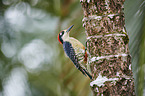 black-cheeked woodpecker