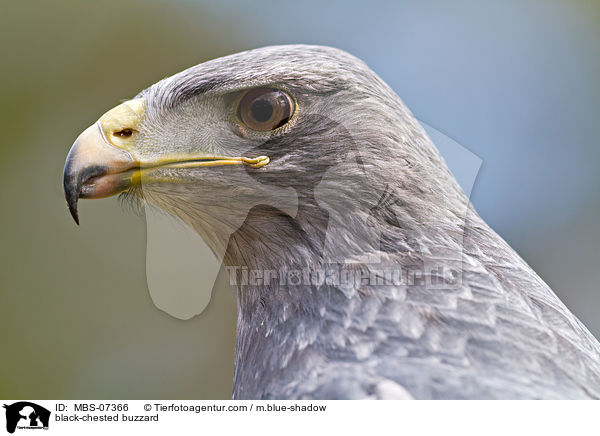 black-chested buzzard / MBS-07366