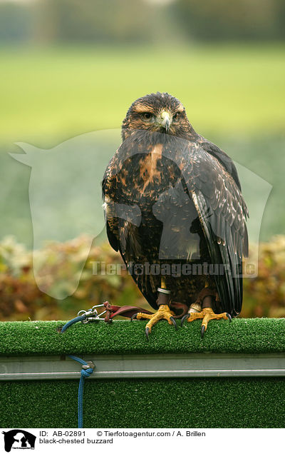 Blaubussard / black-chested buzzard / AB-02891