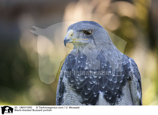 Black-chested Buzzard portrait / UM-01090