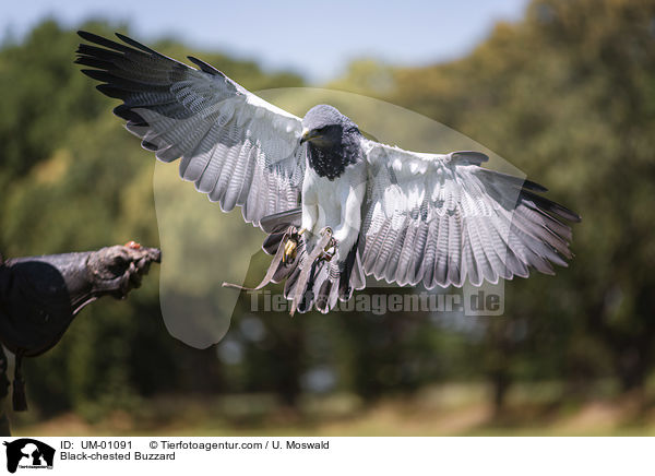 Black-chested Buzzard / UM-01091