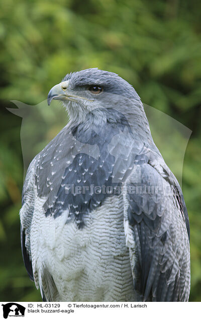 Blaubussard / black buzzard-eagle / HL-03129