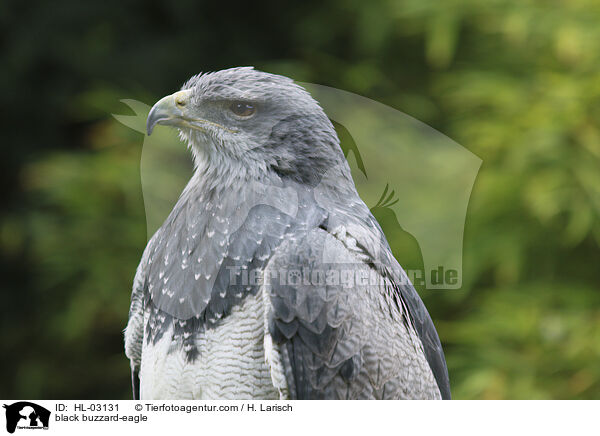 black buzzard-eagle / HL-03131