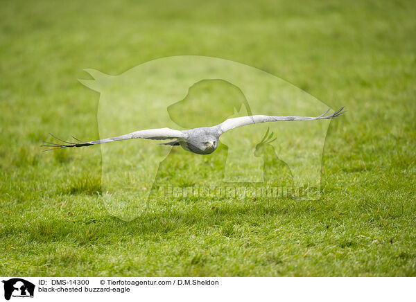 Blaubussard / black-chested buzzard-eagle / DMS-14300