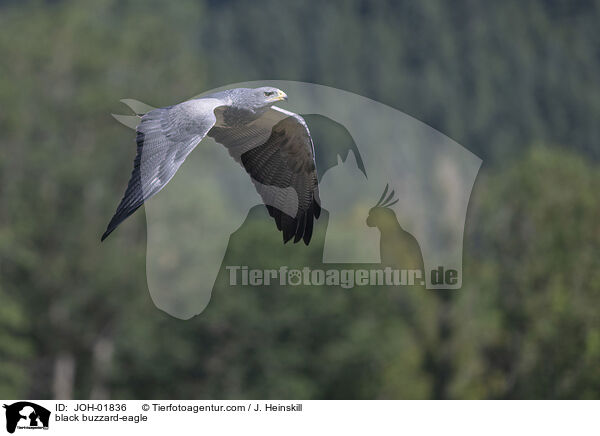 Blaubussard / black buzzard-eagle / JOH-01836
