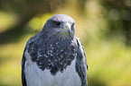 Black-chested Buzzard portrait