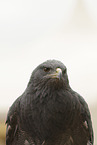 black buzzard-eagle