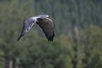 black buzzard-eagle