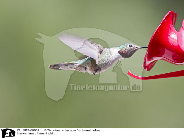 Schwarzkinnkolibri / black-chinned hummingbird / MBS-08032