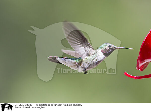 black-chinned hummingbird / MBS-08033