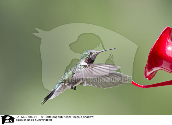 Schwarzkinnkolibri / black-chinned hummingbird / MBS-08034