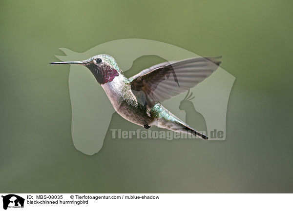Schwarzkinnkolibri / black-chinned hummingbird / MBS-08035