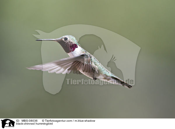 Schwarzkinnkolibri / black-chinned hummingbird / MBS-08036