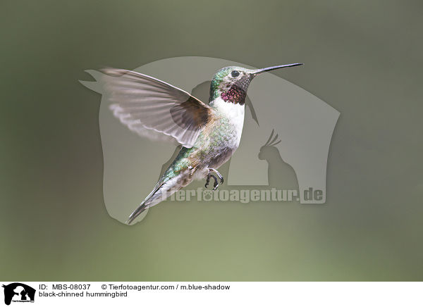 Schwarzkinnkolibri / black-chinned hummingbird / MBS-08037