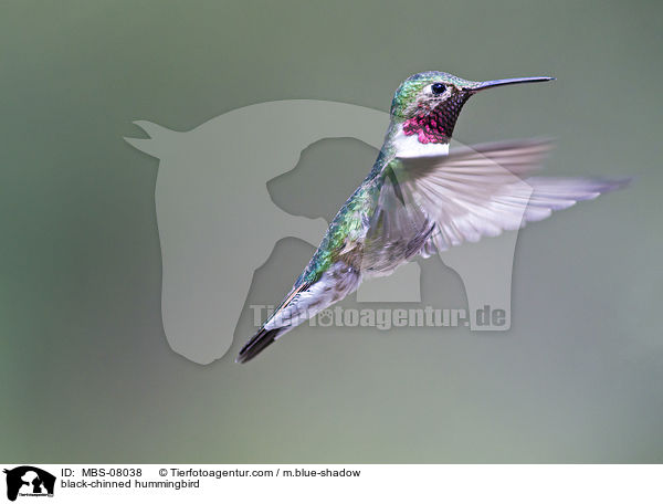 Schwarzkinnkolibri / black-chinned hummingbird / MBS-08038