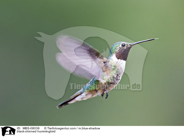 black-chinned hummingbird / MBS-08039