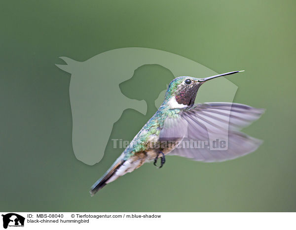 Schwarzkinnkolibri / black-chinned hummingbird / MBS-08040