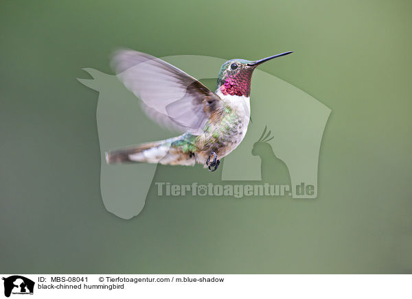 Schwarzkinnkolibri / black-chinned hummingbird / MBS-08041