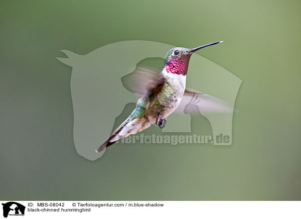 Schwarzkinnkolibri / black-chinned hummingbird / MBS-08042