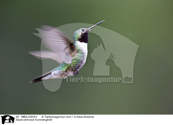 black-chinned hummingbird / MBS-08043