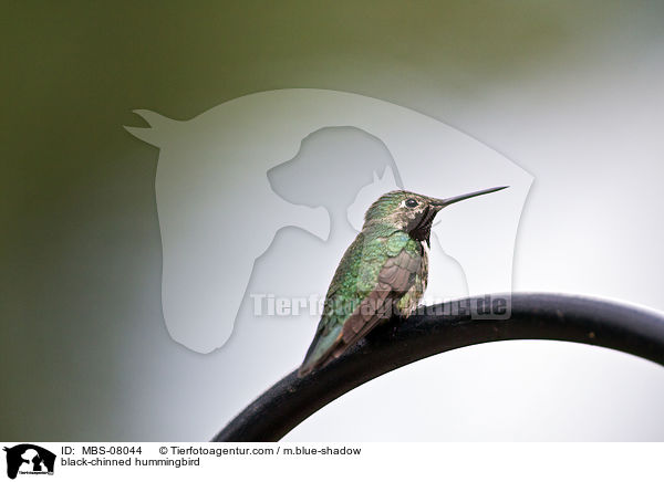 Schwarzkinnkolibri / black-chinned hummingbird / MBS-08044