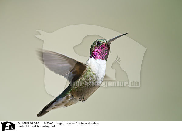 Schwarzkinnkolibri / black-chinned hummingbird / MBS-08045