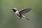 black-chinned hummingbird