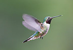 black-chinned hummingbird