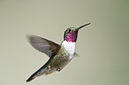 black-chinned hummingbird