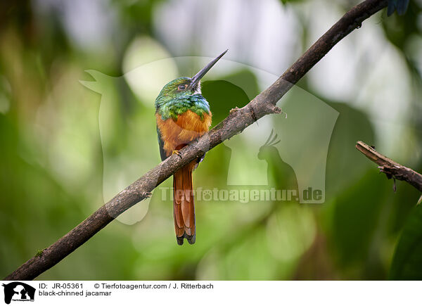 Rotschwanzjakamar / black-chinned jacamar / JR-05361
