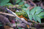 black-chinned jacamar