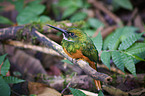 black-chinned jacamar