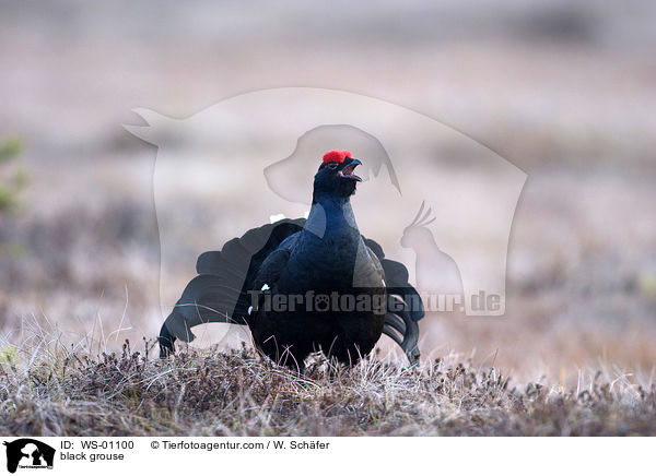 Rufender Birkhahn bei der Balz / black grouse / WS-01100