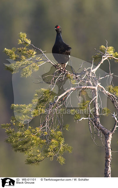 Black Grouse / WS-01101