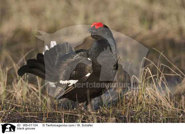 Birkhahn im schoenen Morgenlicht / black grouse / WS-01104