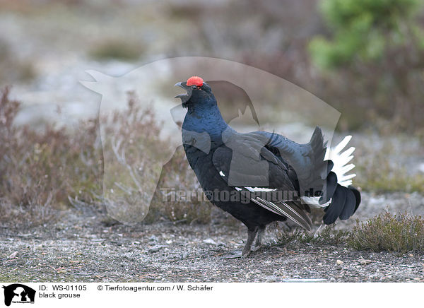 black grouse / WS-01105