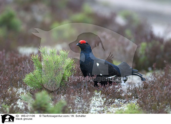 Birkhahn in seinem Umfeld / black grouse / WS-01106