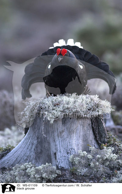 Birkhahn auf Baumstumpf / black grouse / WS-01109