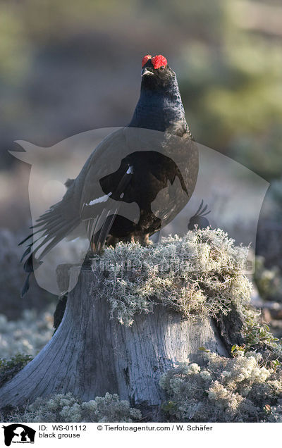 Birkhahn auf Baumstumpf / black grouse / WS-01112