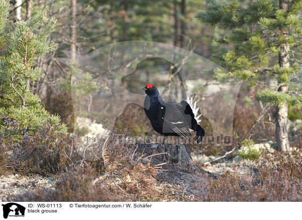 black grouse / WS-01113