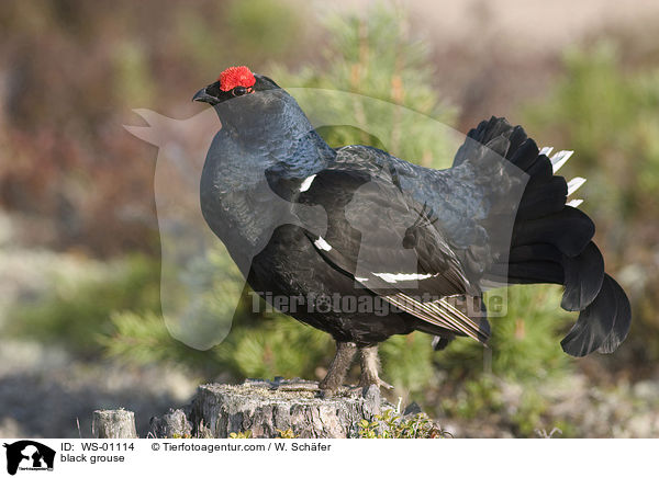 Birkhahn auf einem Baumstumpf / black grouse / WS-01114