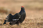 black grouse