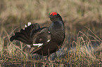 black grouse